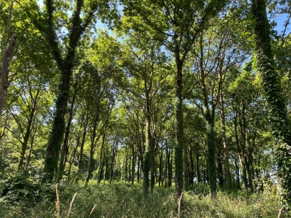 forêt à vendre proche Nantes chêne rouge