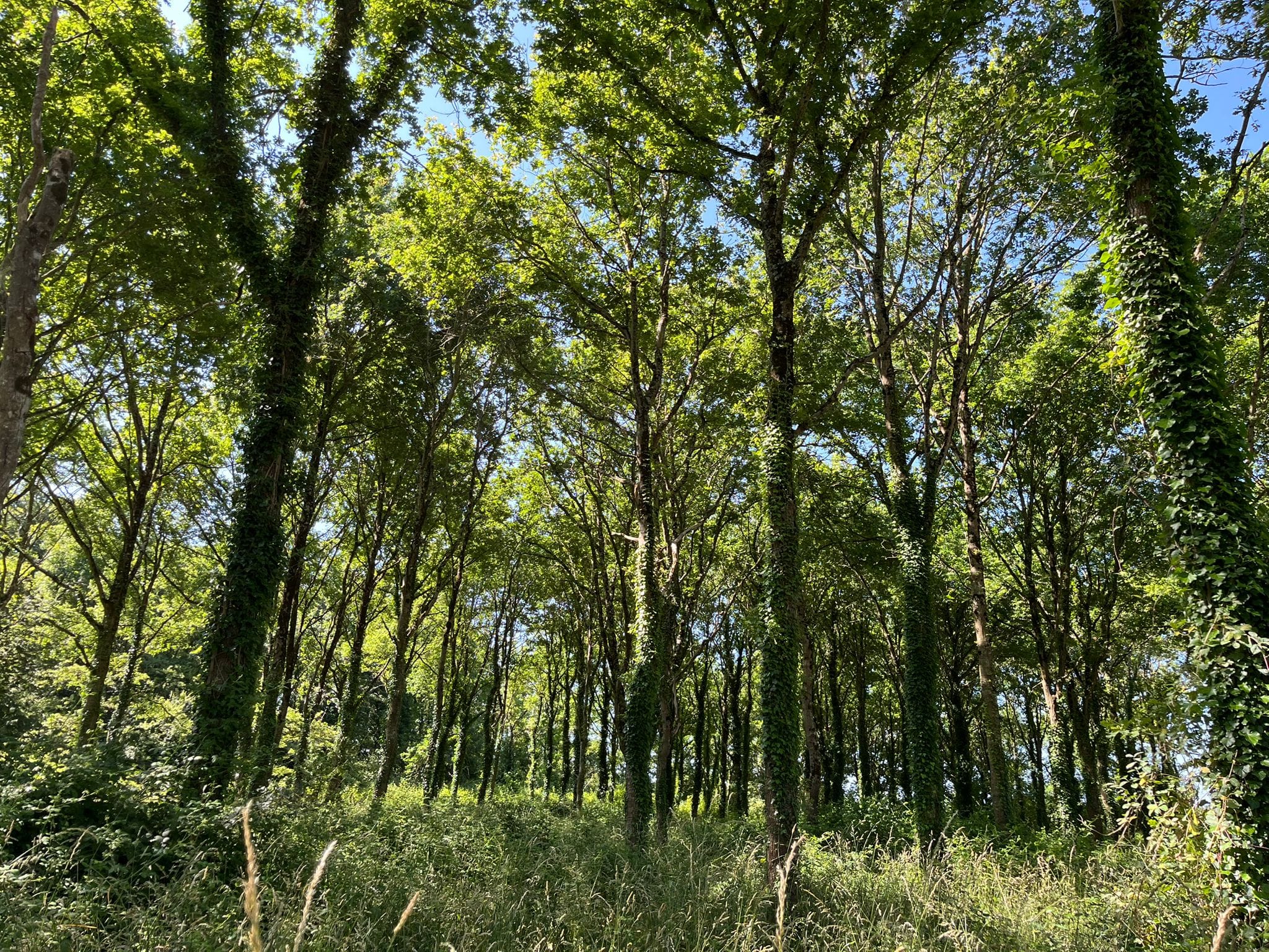 forêt à vendre proche Nantes chêne rouge