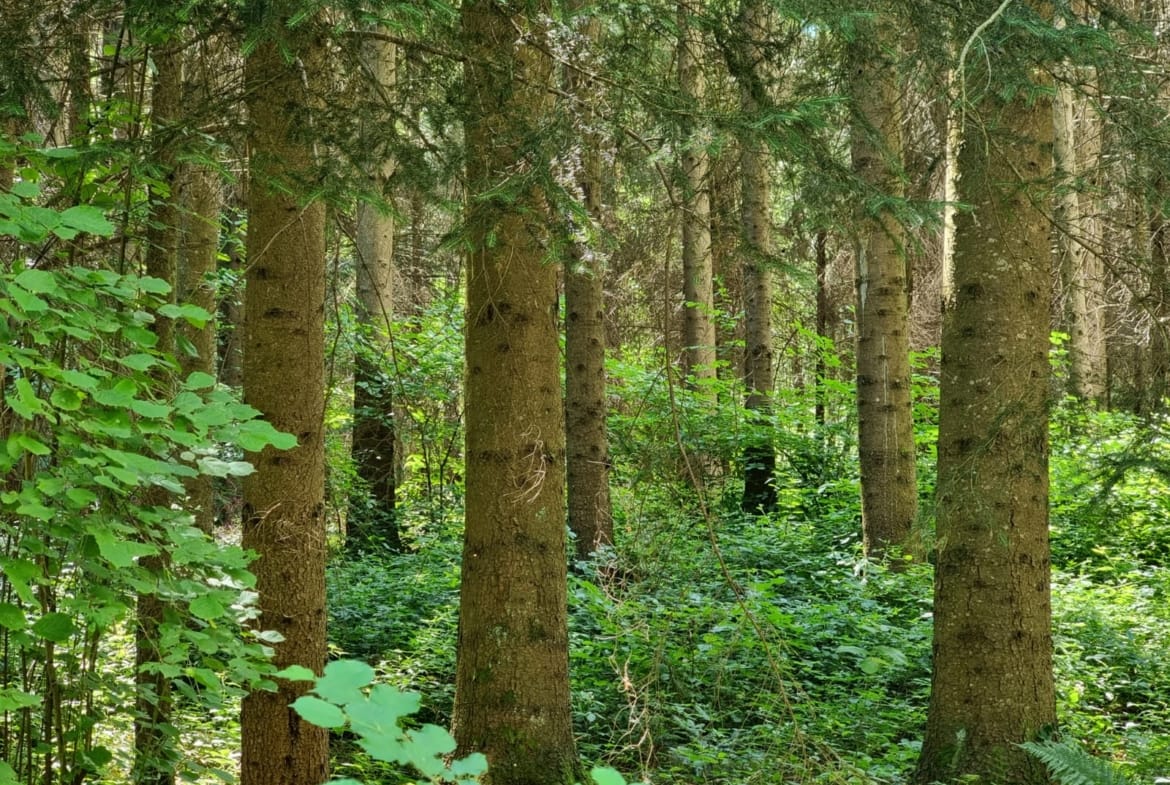 forêt résineuse avec grange à vendre Loire