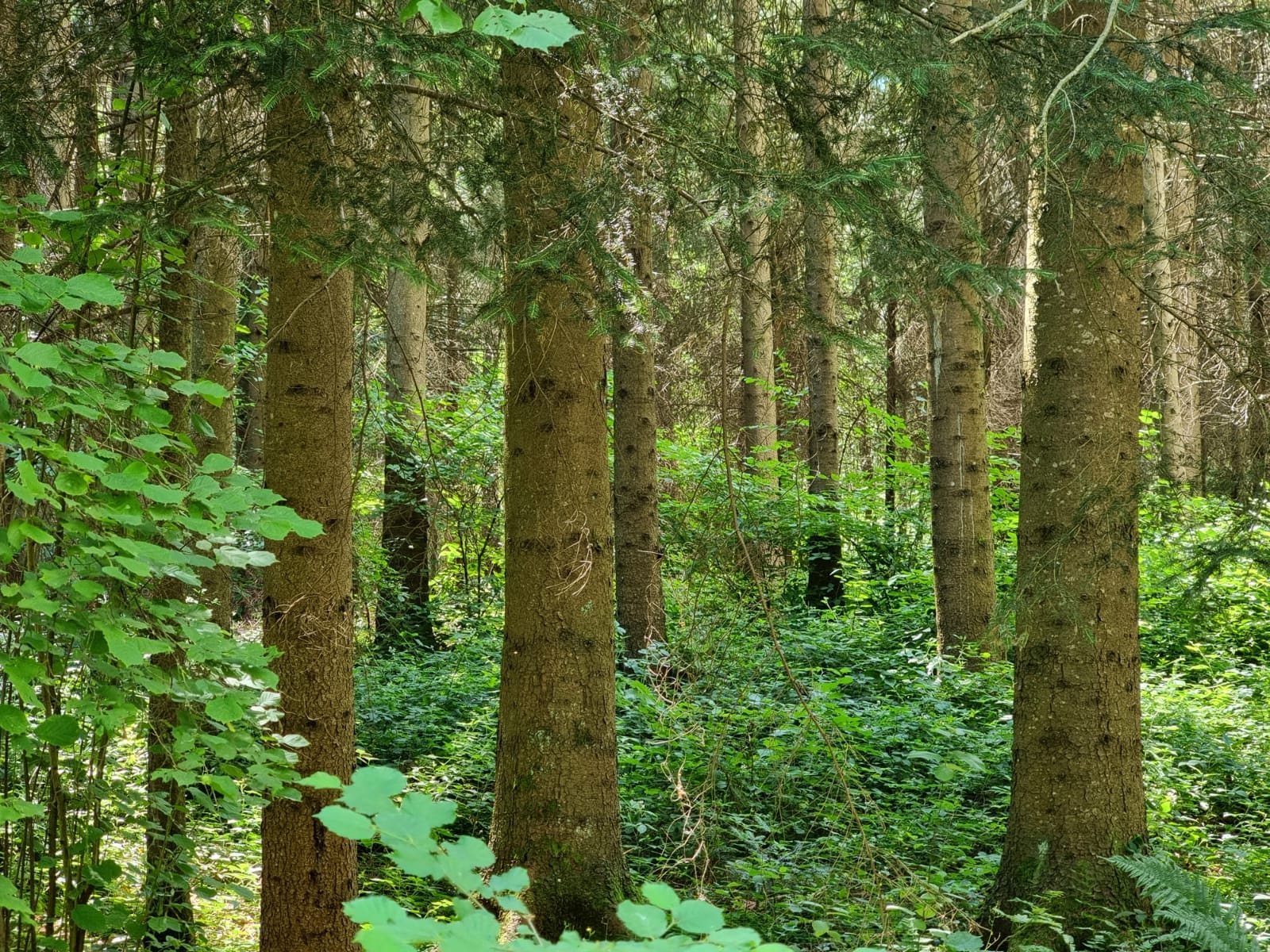 forêt résineuse avec grange à vendre Loire