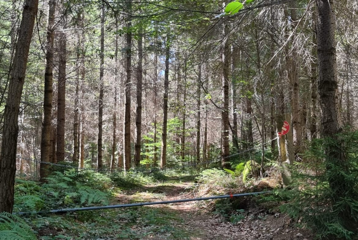forêt résineuse avec grange à vendre Loire