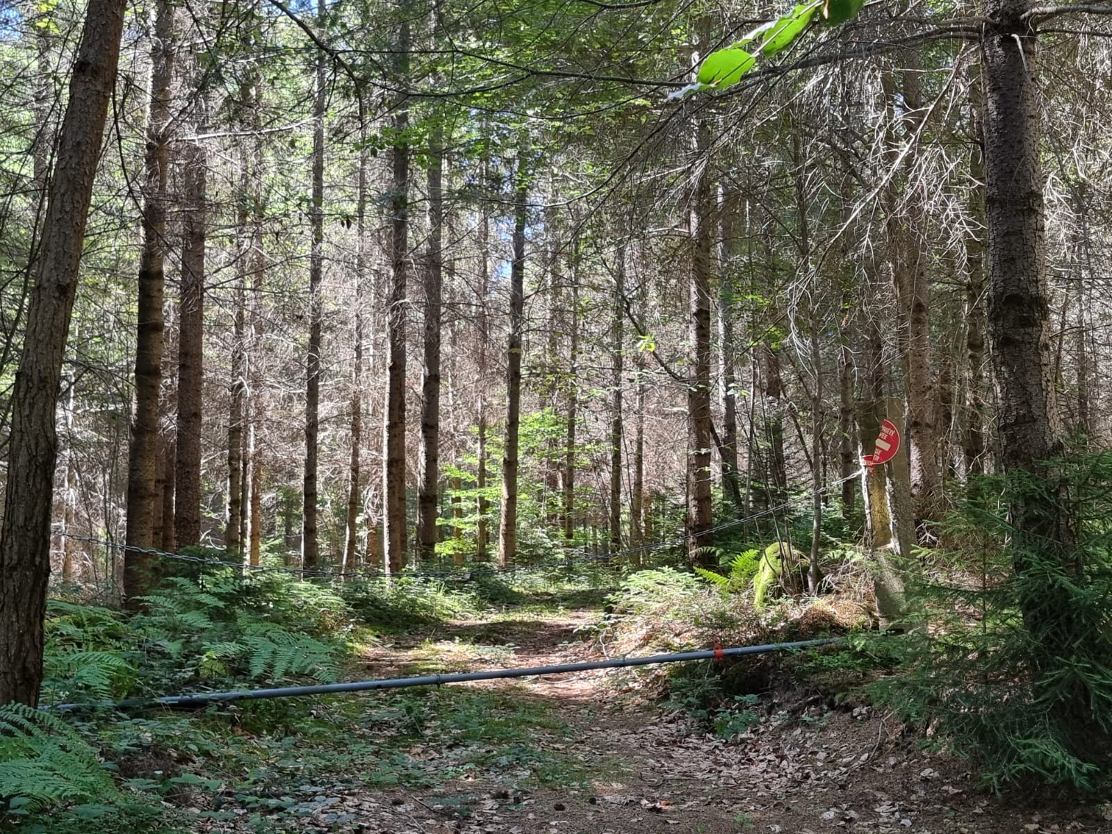 forêt résineuse avec grange à vendre Loire