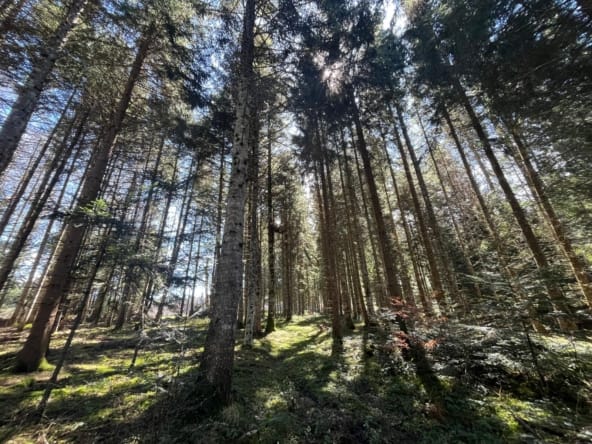 forêt à vendre Margeride