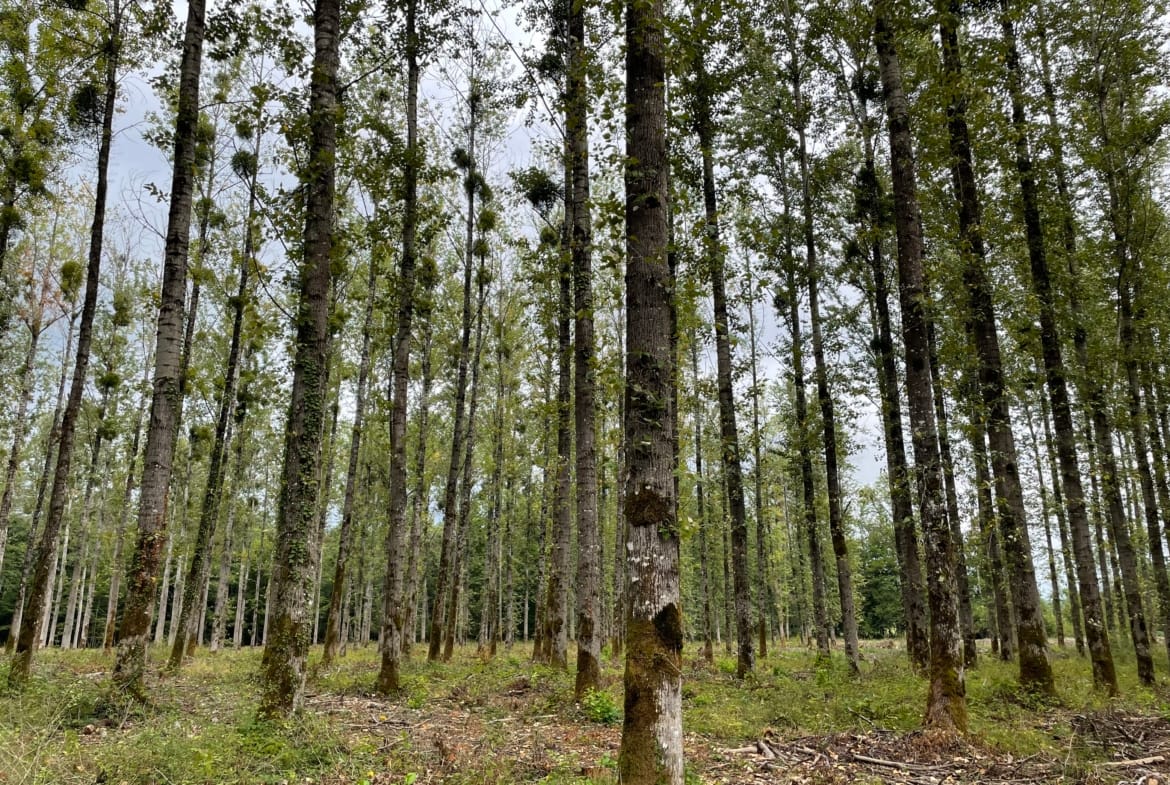 peupleraie à vendre Vosges