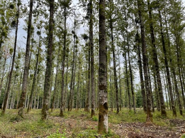 peupleraie à vendre Vosges