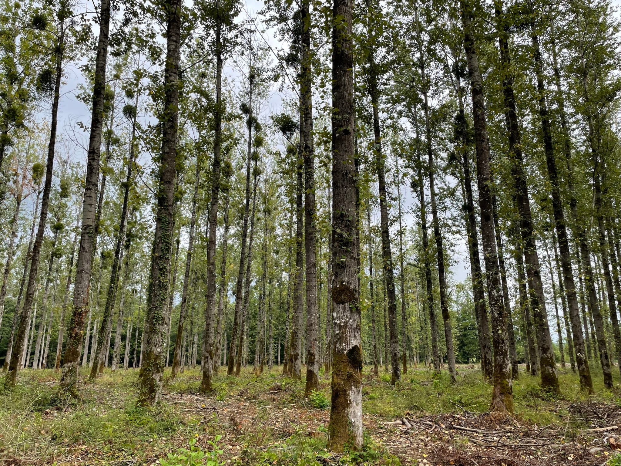 peupleraie à vendre Vosges