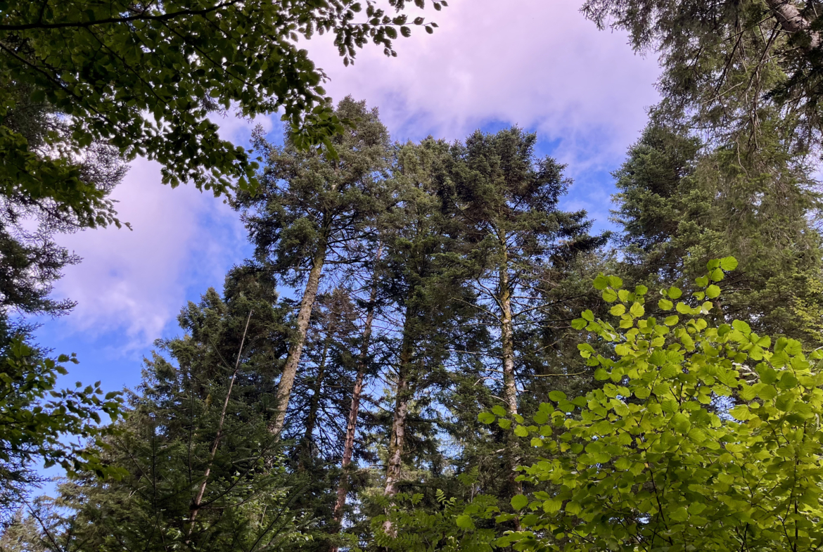 forêt à vendre Haut-Doubs