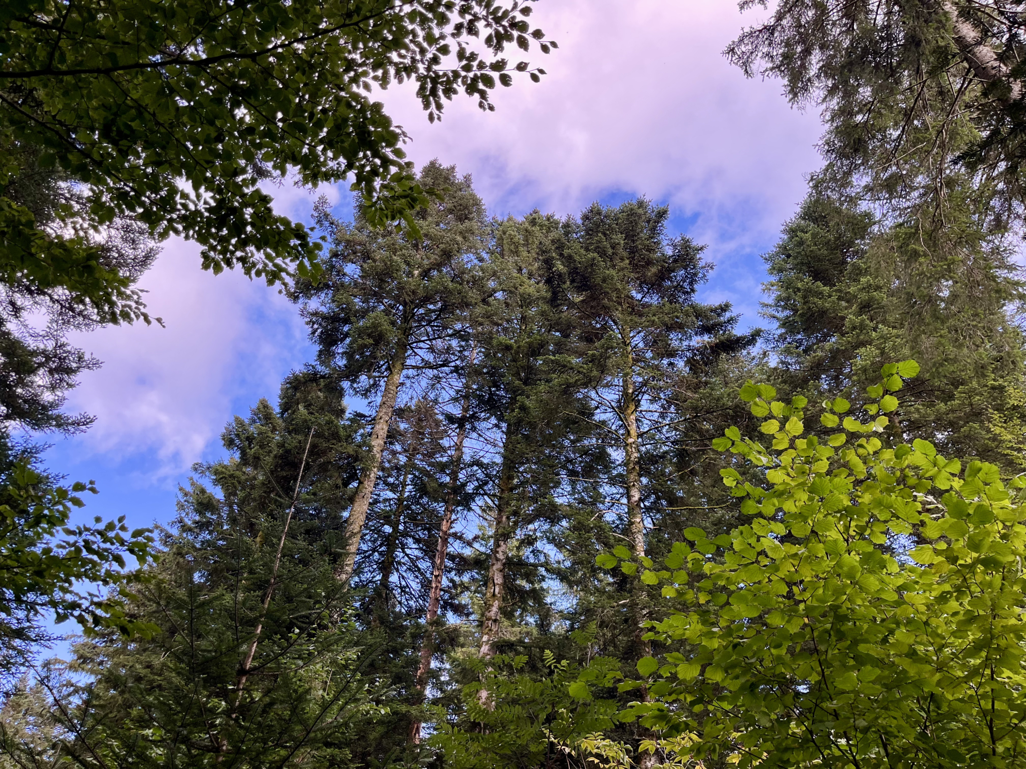 forêt à vendre Haut-Doubs