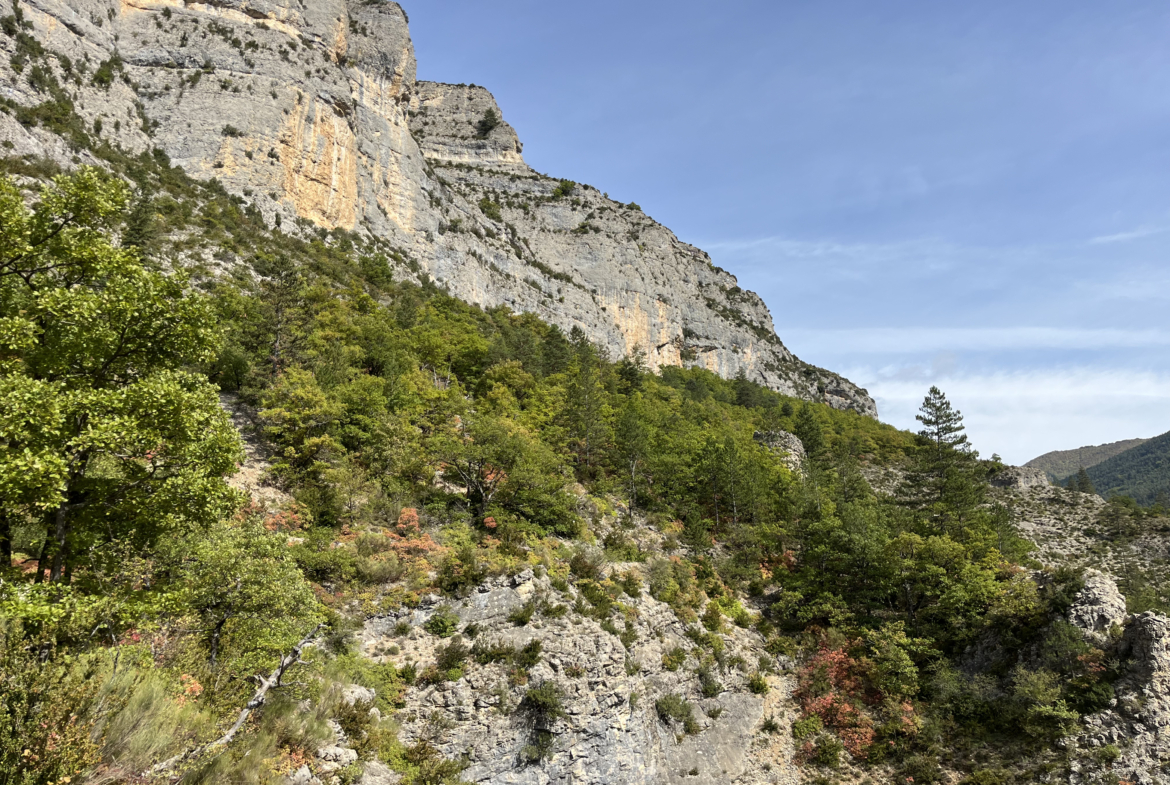 forêt à vendre Alpes-de-Haute-Provence
