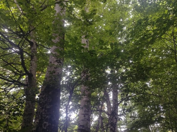 forêt à vendre Monts de Lacaune