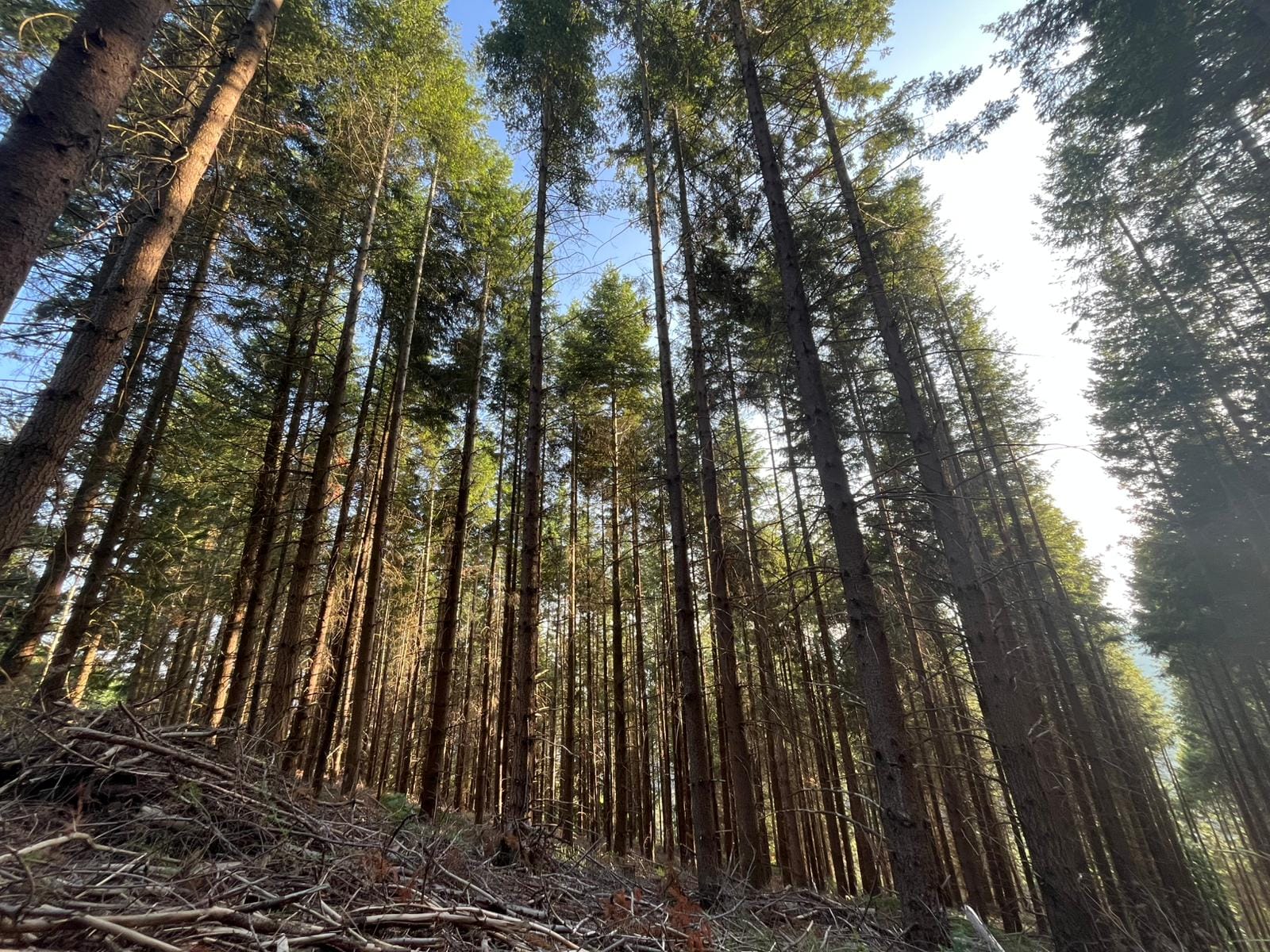 forêt de Douglas à vendre Lozère