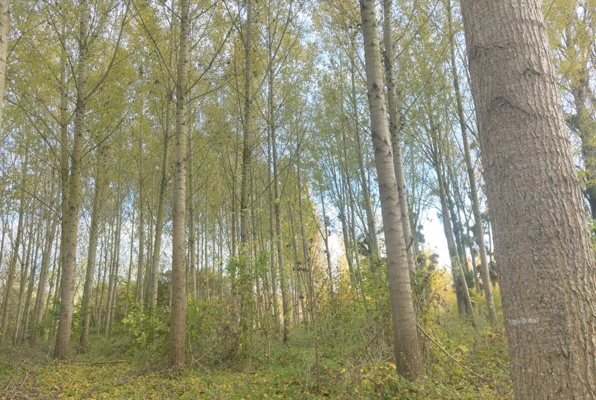 peupleraie à vendre Loiret