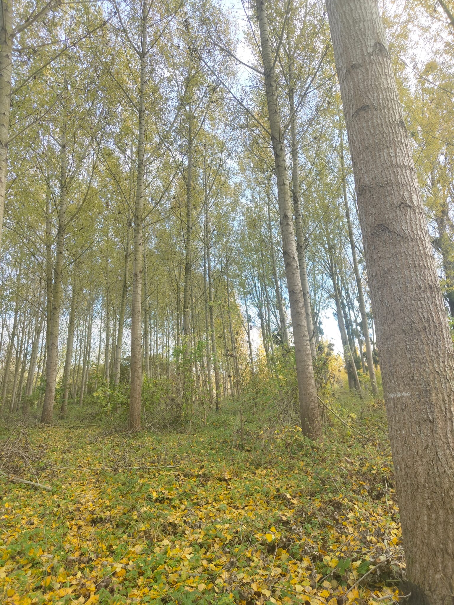 peupleraie à vendre Loiret