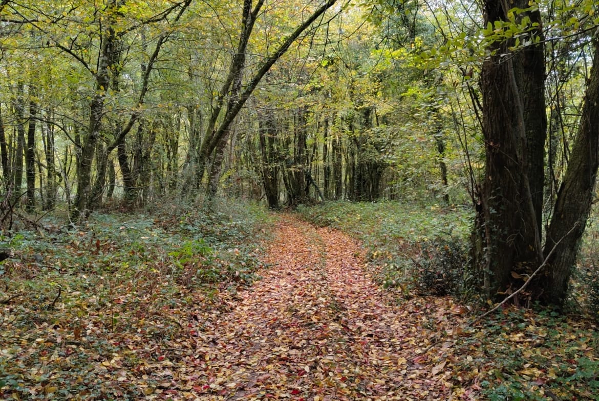 taillis feuillus à vendre Vienne