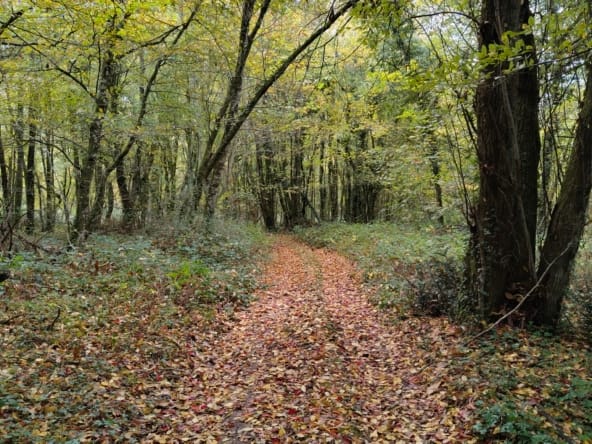taillis feuillus à vendre Vienne
