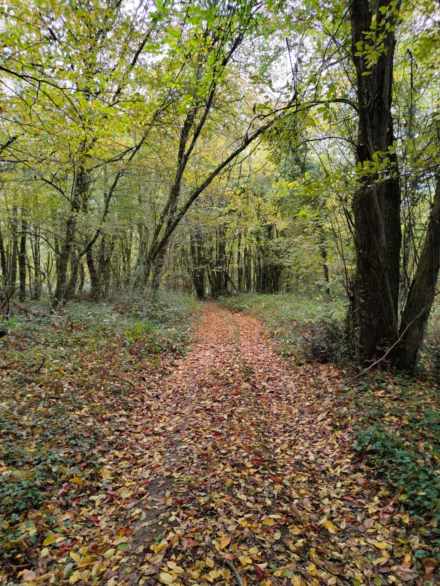 taillis feuillus à vendre Vienne