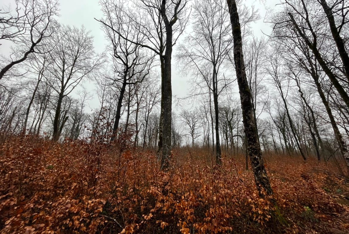 forêt label bas carbone Grand-Est