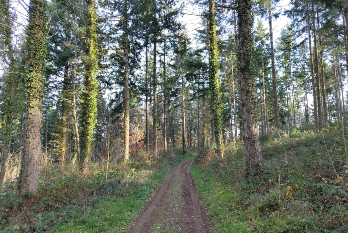 forêt de Douglas Clermont-Ferrand