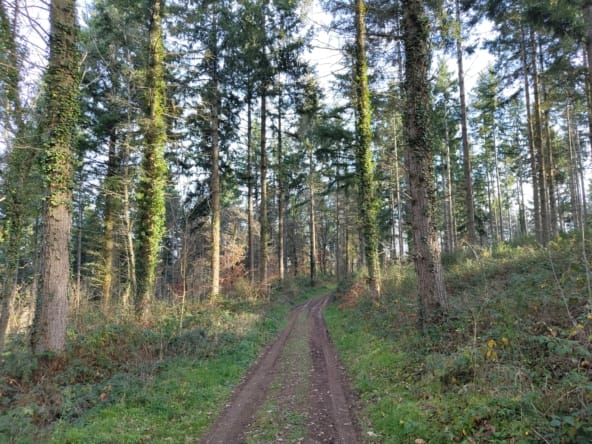 forêt de Douglas Clermont-Ferrand