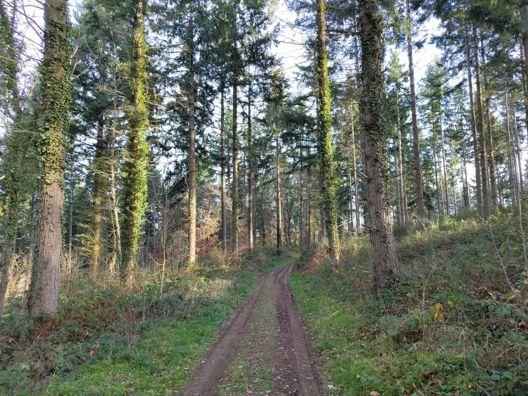 forêt de Douglas Clermont-Ferrand