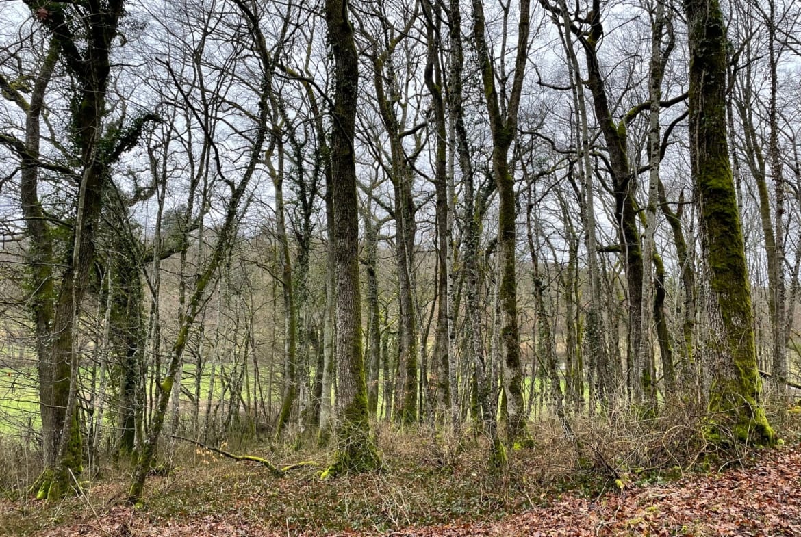 forêt à vendre Haute-Marne 17 ha
