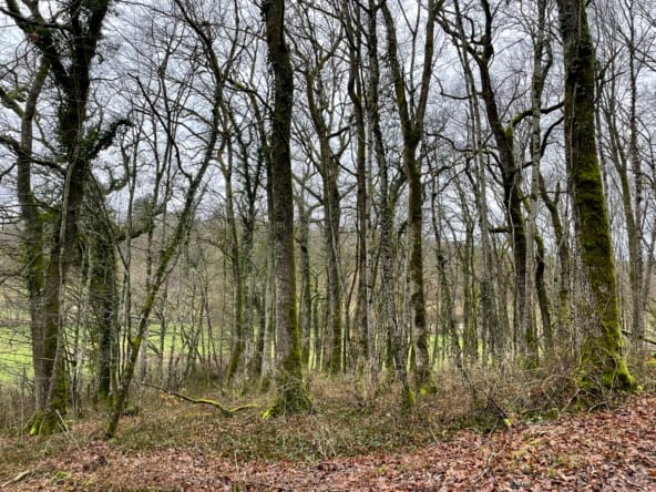 forêt à vendre Haute-Marne 17 ha