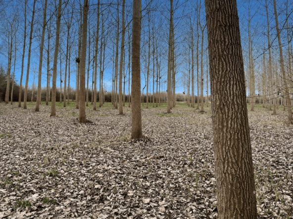 noyeraie à vendre Aube