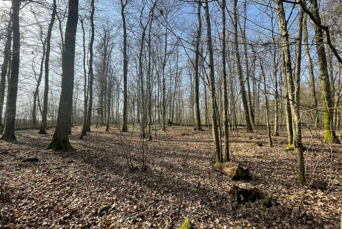 forêt chêne Champagne humide