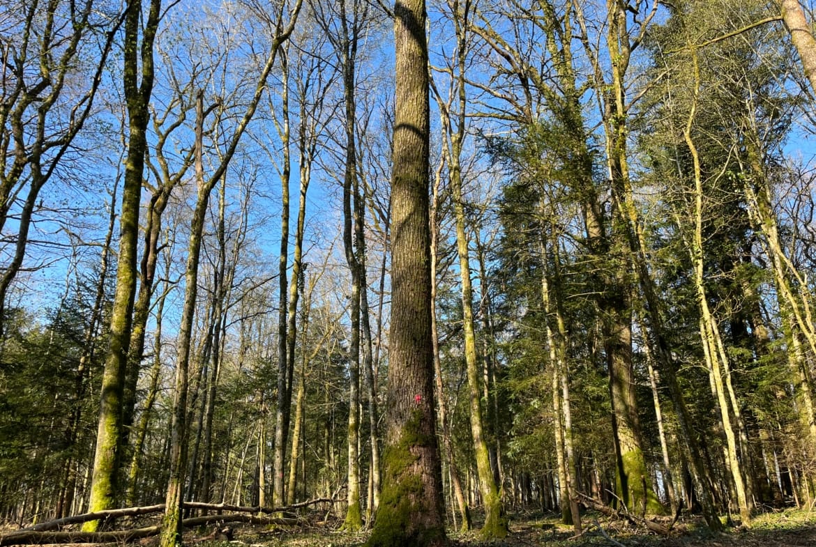 chênaie à vendre Haute-Marne