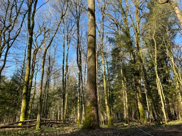 chênaie à vendre Haute-Marne