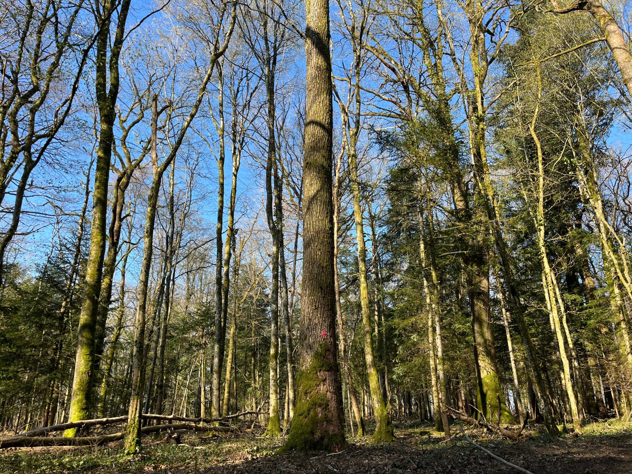 chênaie à vendre Haute-Marne
