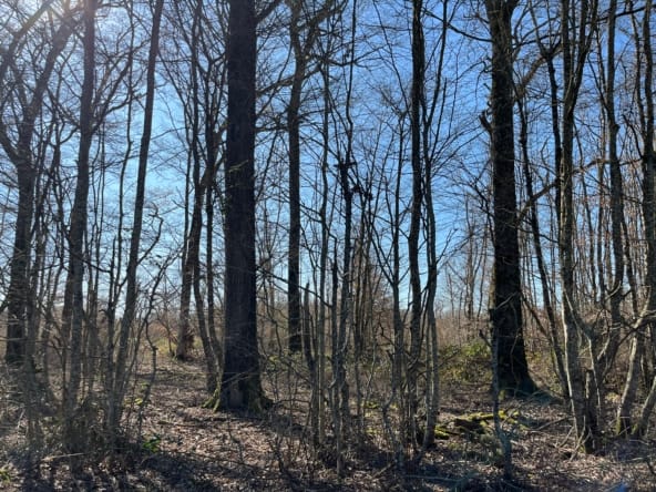 forêt chênaie à vendre Cher