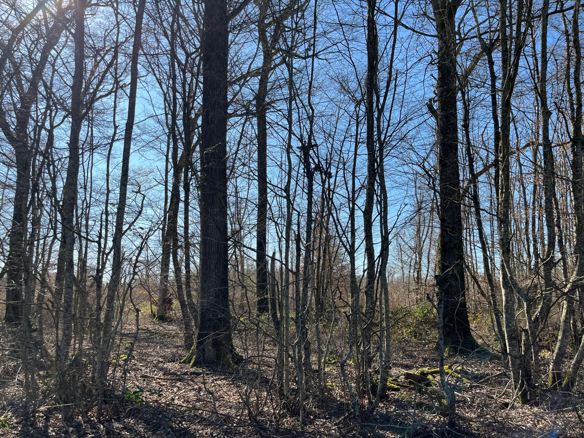 forêt chênaie à vendre Cher