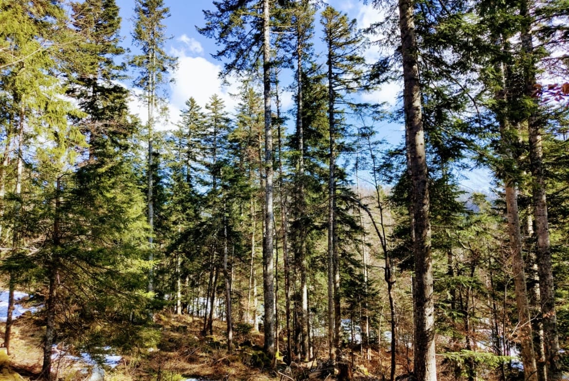forêt à vendre Haut-Jura sapin