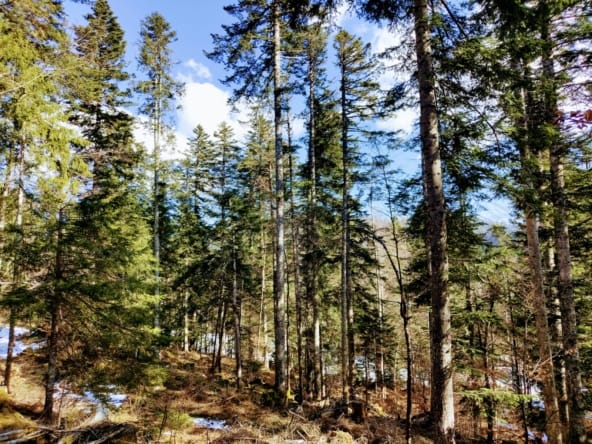 forêt à vendre Haut-Jura sapin