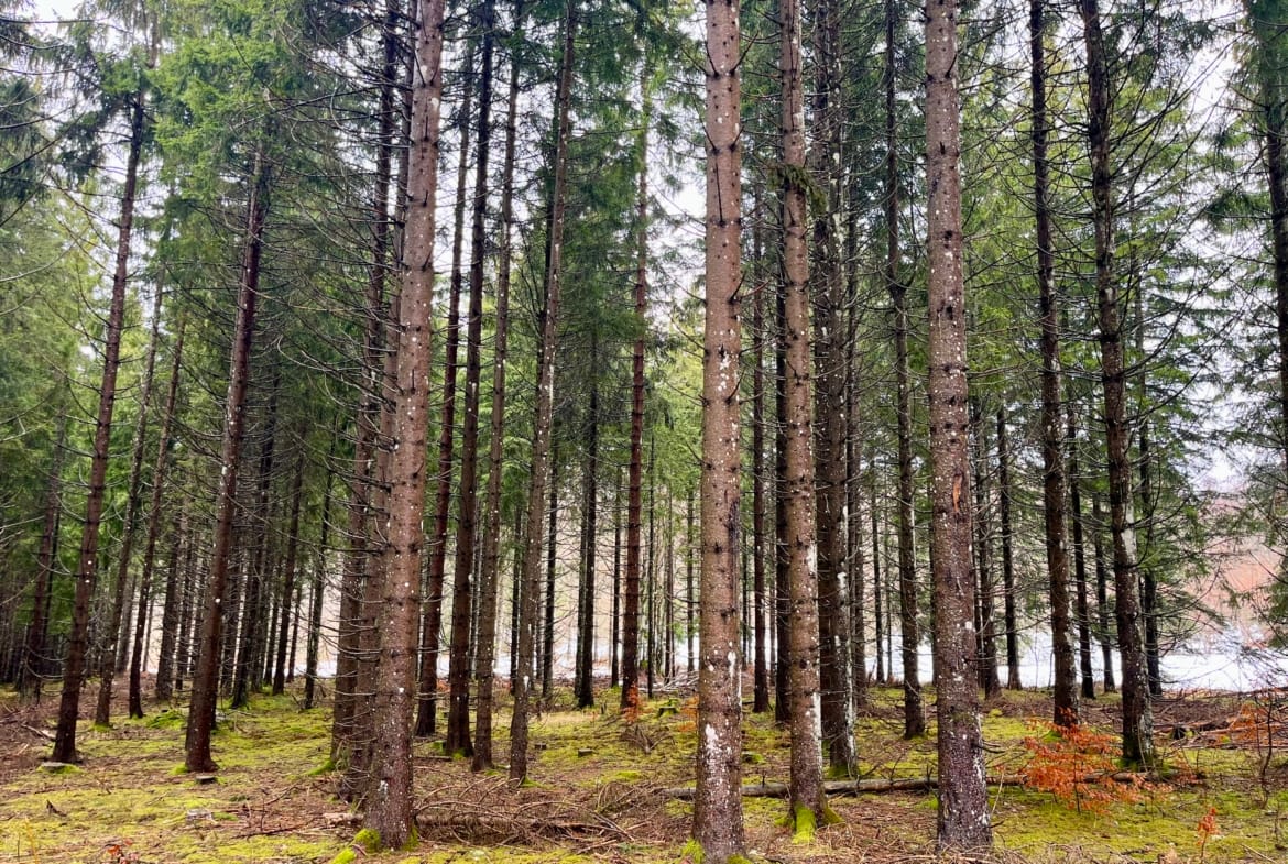 forêt à vendre Plateau du Retord