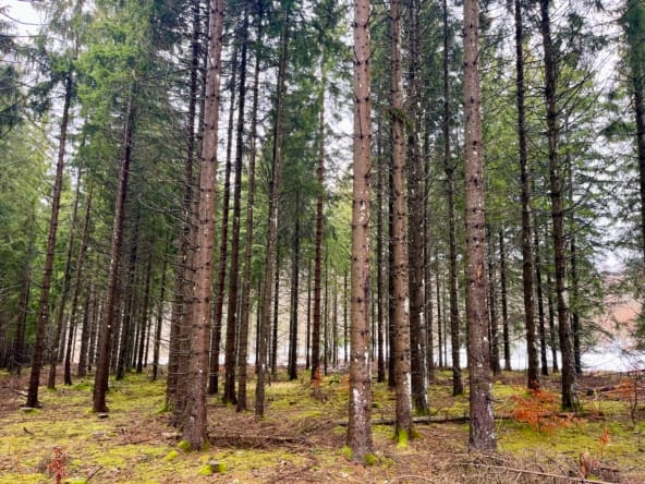 forêt à vendre Plateau du Retord