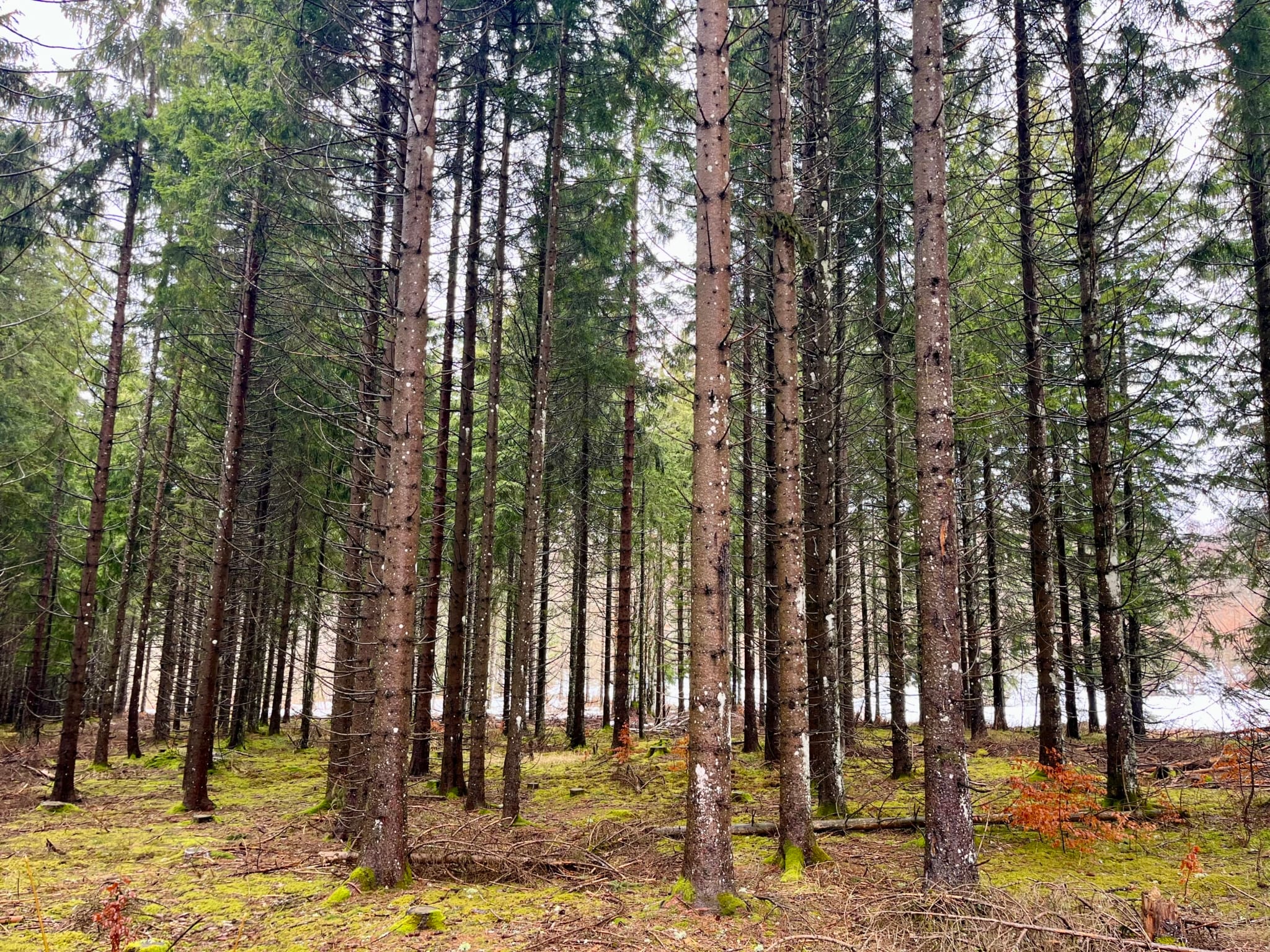 forêt à vendre Plateau du Retord