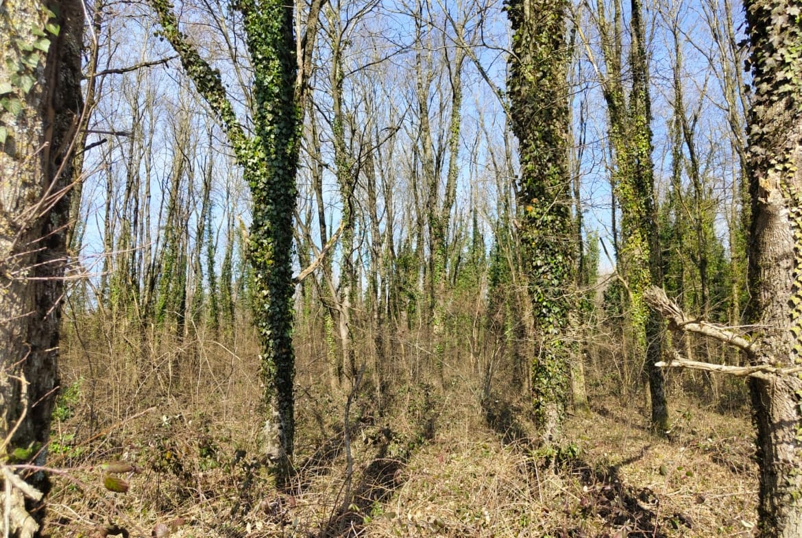 forêt à vendre Bourgogne