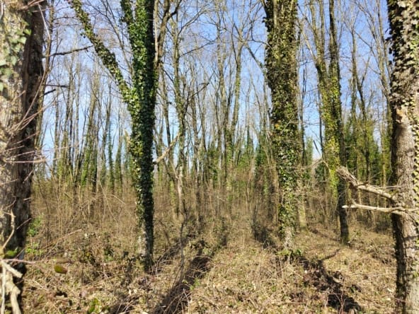 forêt à vendre Bourgogne