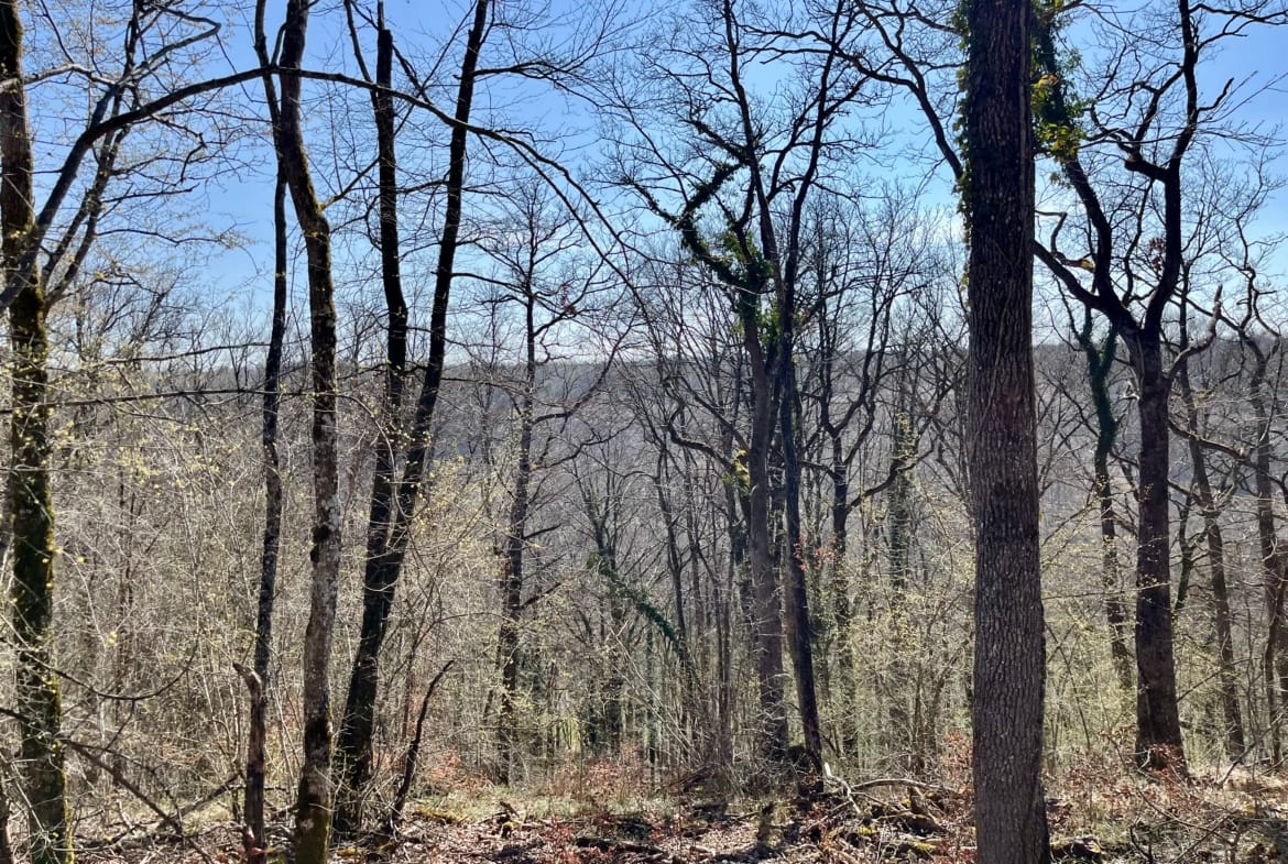 forêt à vendre Nancy 18 ha