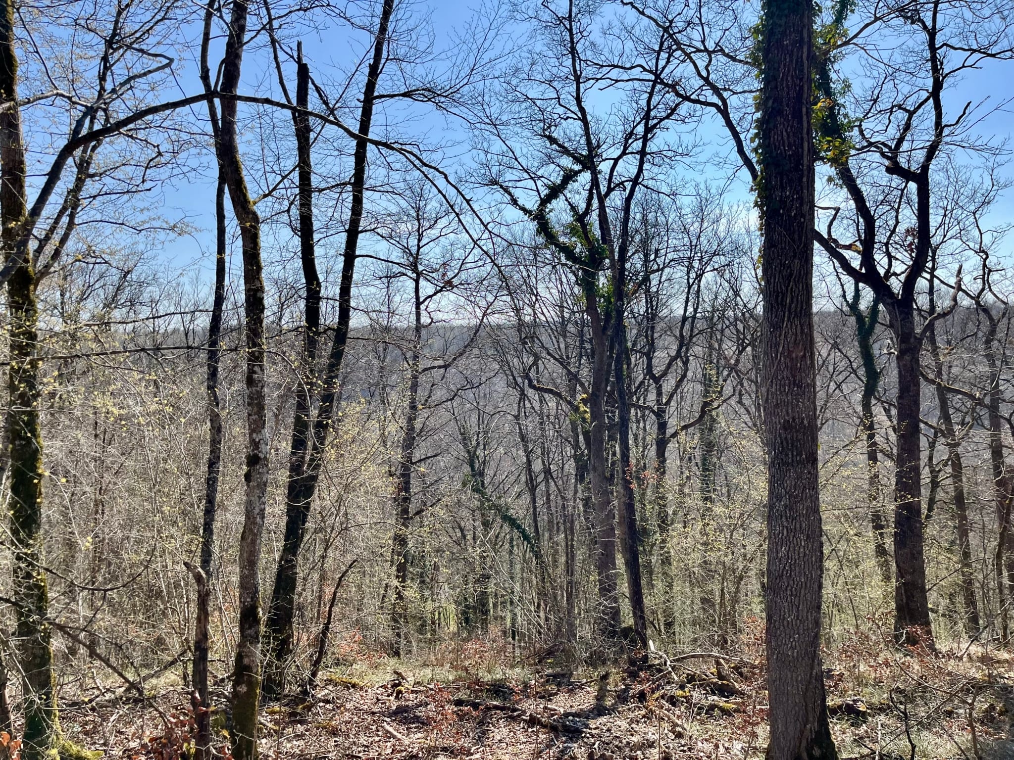 forêt à vendre Nancy 18 ha