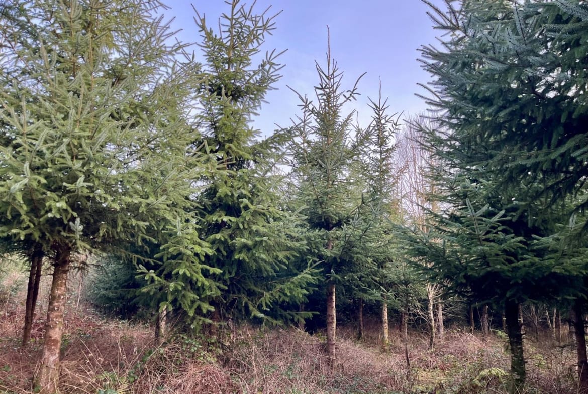 forêt à vendre Finistère
