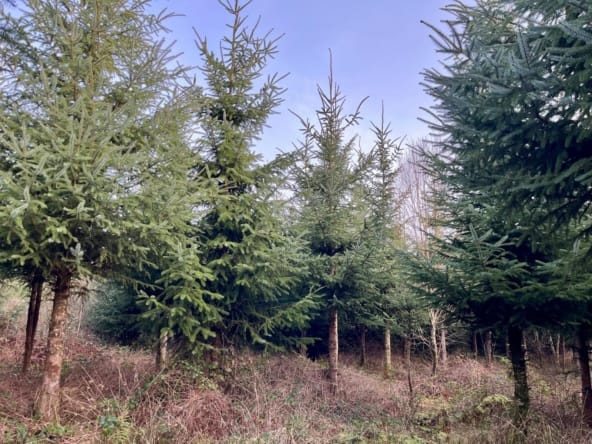 forêt à vendre Finistère