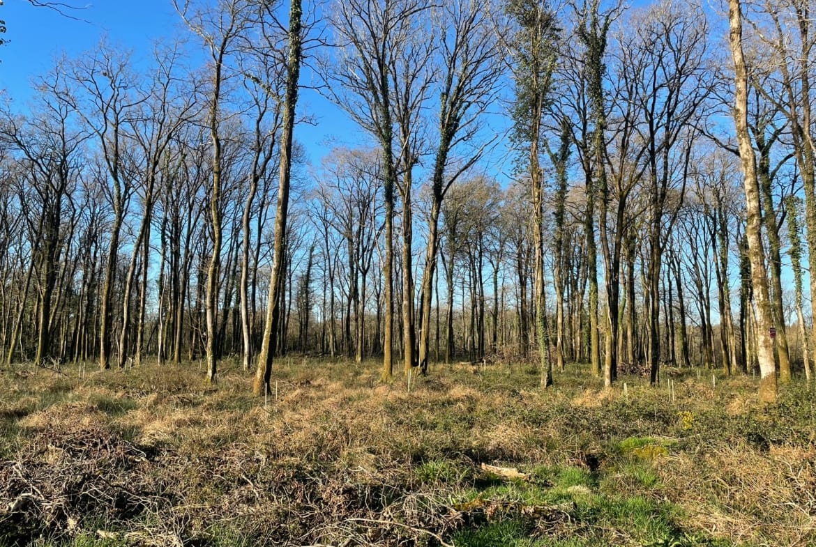 forêt proche Nantes