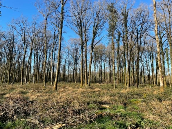 forêt proche Nantes