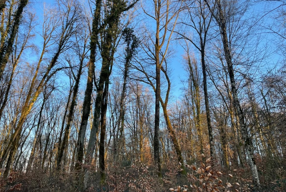 forêt chêne à vendre Meurthe-et-Moselle