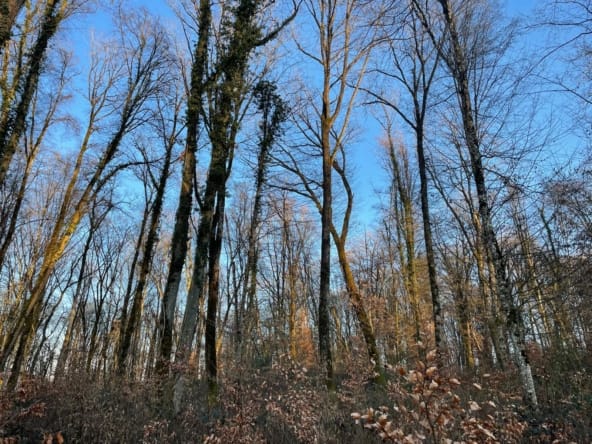 forêt chêne à vendre Meurthe-et-Moselle
