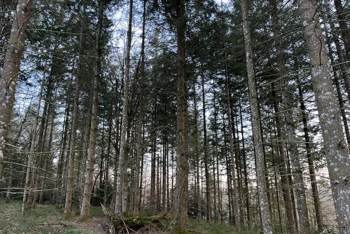 forêt de douglas Combrailles