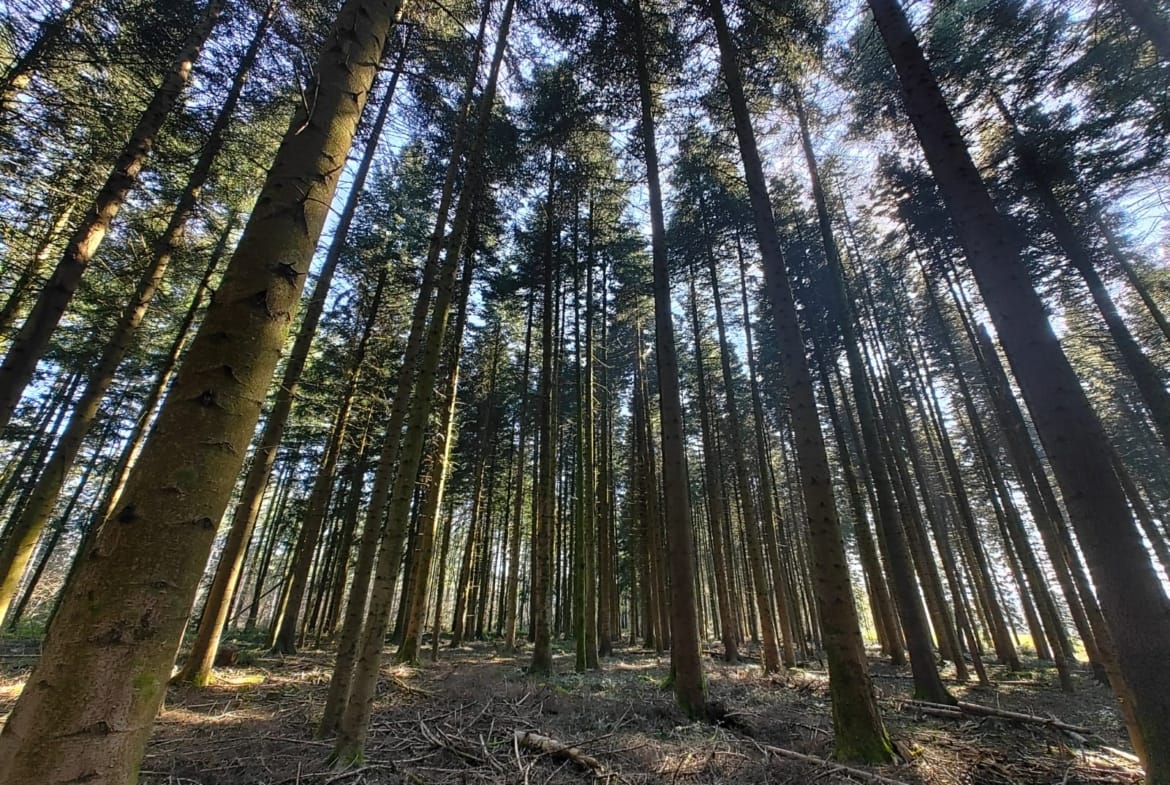 forêt résineuse à vendre sapin douglas